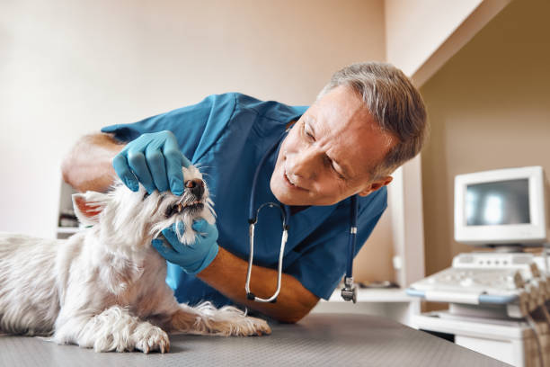 Best Emergency Dental Surgery in North Belle Vernon, PA
